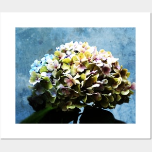 Shabby-chic Hydrangea Flower Posters and Art